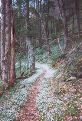 Smokies, Tennessee
