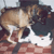 Terror & Bud
