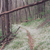 Smokies, Tennessee