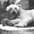 Polar Bear On Summer Day