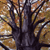 Central Park - fall