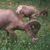 Big Horn Sheep